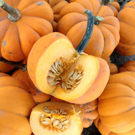 Pumpkin Seed Carrier Oil